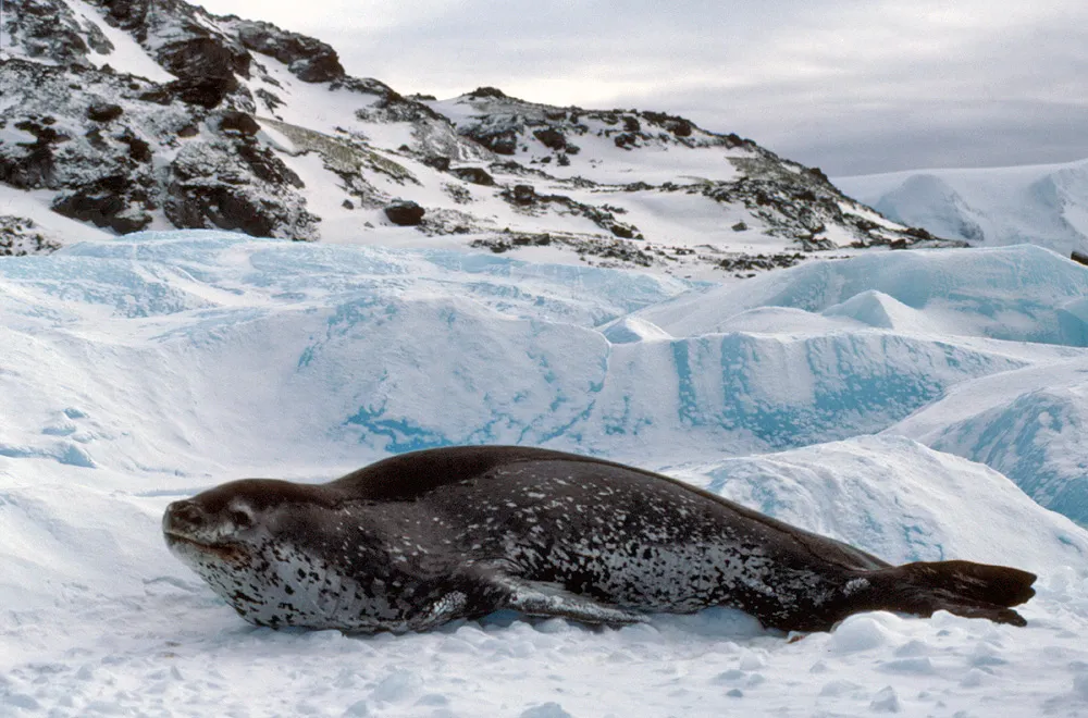 Antarctic seals