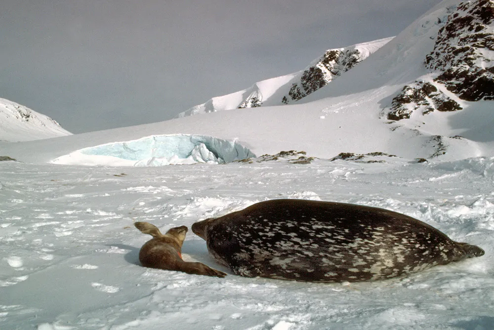 Antarctic seals