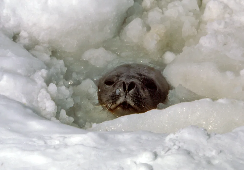 Antarctic seals