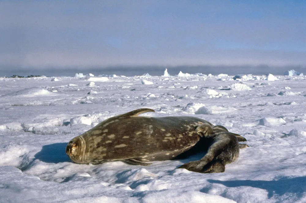 Antarctic seals