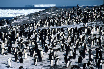 Adelie penguin - penguin group 7