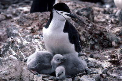 Chinstrap penguin -  parent -chick 25