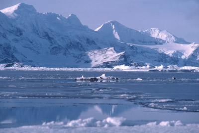 General Scenic 4